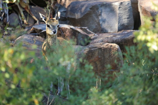 Klippspringer / Klipspringer / Oreotragus oreotragus