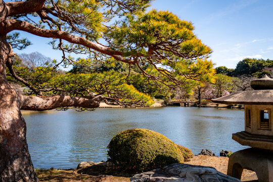 Springtime in Shinjuku Gyoen National Garden park in Tokyo, Japan.