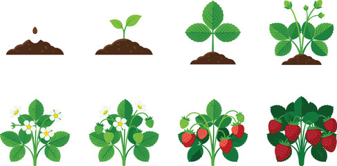 Strawberry Plant Growth Stages from Seedling to Ripe Fruit Vector Set © MdAriful
