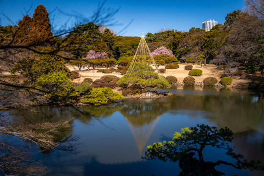 Springtime in Shinjuku Gyoen National Garden park in Tokyo, Japan.