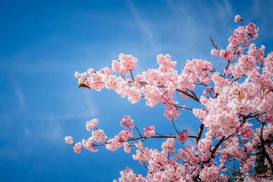 cherry blossom sakura in spring in in Tokyo, Japan.
