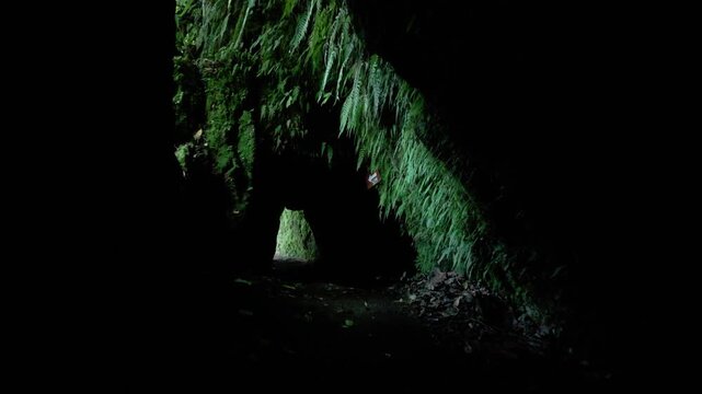 Slow motion move through Ubud Bali jungle caves. Location: Ubud, Bali. Camera tracks forwards / dolly in slow motion through the caves. Vegetation, and light seep through the dark. Cinematic. 