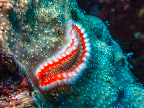 Hermodice carunculata, the bearded fireworm