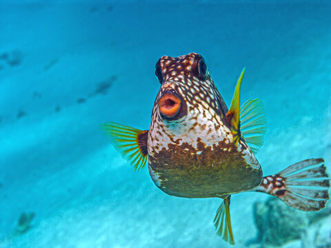 smooth trunkfish ,Lactophrys triquete