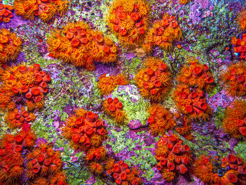 Orange cup coral,Tubastraea coccinea,