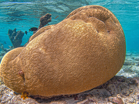 Grooved brain coral