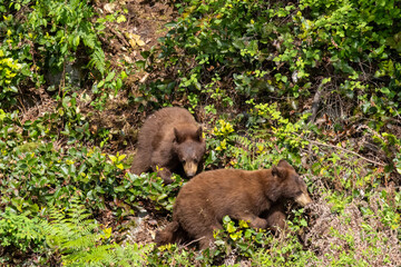 Two cinnamon phase black bear cubs walking through lush green foliage in Minnekhada Regional Park Coquitlam British Columbia Canada © Joao Vieira