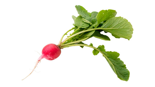 Fresh raw organic red radish with green leaves isolated on a transparent background root vegetable