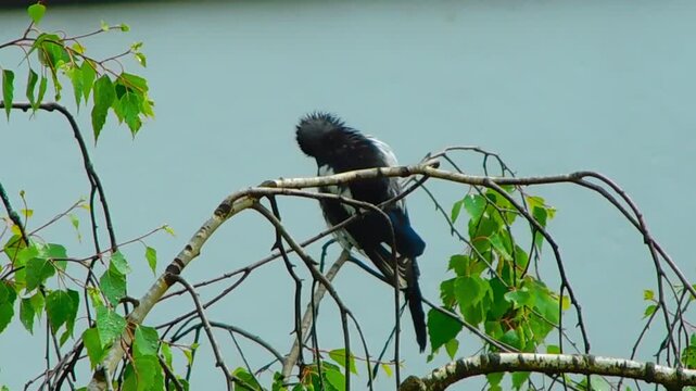 A magpie is sitting on a birch tree, preening its feathers after the rain.