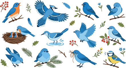 Blue birds vector set with blue jay flying eastern bluebird feeding nestlings in nest blue tit perched on branch and botanical elements © SARIFA