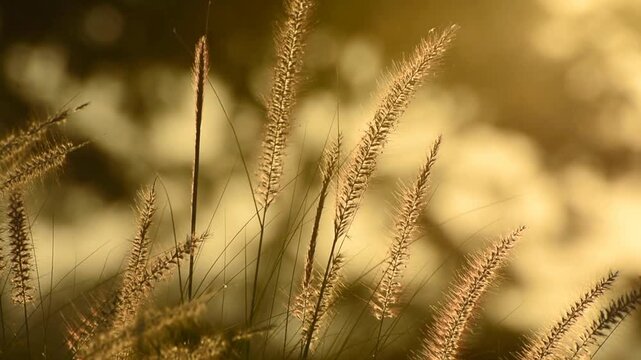 Wheat Field