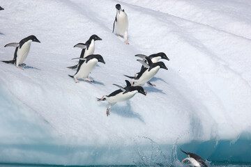 Group of Adelie penguines leap from an iceberg into the ocean in Antarctica © willtu