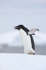 Fototapeta premium Adelie penguins walks along the top of an iceberg in Antarctica 