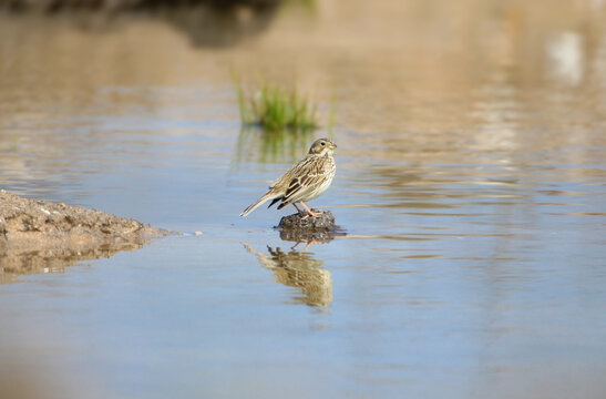 A Corn Bunting (Emberiza calandra) perches gracefully on a small dark rock protruding from the clear blue water, its body perfectly reflected on the surface.
