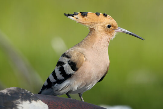 An extreme close-up portrait of a Eurasian Hoopoe (Upupa epops) calling out with its fan-like crest raised, perched on a textured surface. [ИРФ]