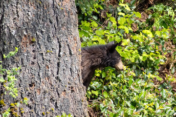 Black bear cub peeking from behind a large tree trunk in Minnekhada Regional Park Coquitlam Canada © Joao Vieira