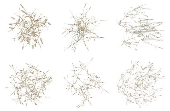 Set of  Setaria viridis tree plan, top view, cutout, transparent background, isolate, Detailed Golden Grass Sprays - Perfect for Textures, Backgrounds & Nature Designs