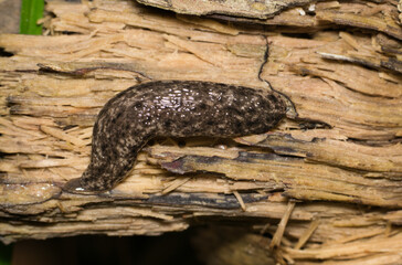 Fototapeta premium Carolina Mantleslug Philomycus carolinianus gastropod mollusk on rotted wood.