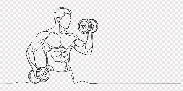 Athletic man performing bicep curls with dumbbell in continuous line art style, transparent background, Continuous one line drawing of a strong athletic man performing bicep curls with dumbbells. pro.