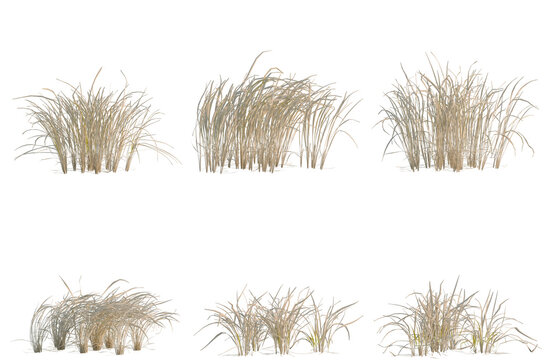 Set of Imperata cylindrica tree, elevation, front view, cutout, transparent background, isolate, Collection of Grass Clumps - Natural Elements for Landscape Design and Digital Art Projects