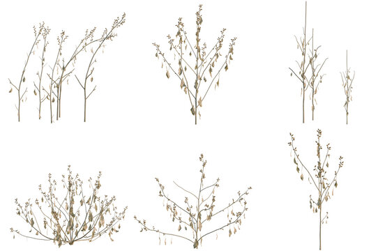 Set of Xanthium sibiricum tree, elevation, front view, cutout, transparent background, isolate, Various stages of plant growth, from seedling to mature shrub, displayed in a minimalist design.