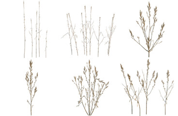Obraz premium Set of Amaranthus cruentus tree, elevation, front view, cutout, transparent background, isolate, Collection of stylized shrubbery illustrations - perfect for game design or decorative elements.
