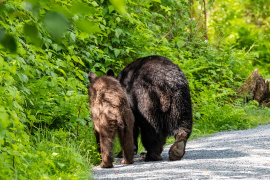 Adult black bear and cub walking away along a trail in Minnekhada Regional Park Coquitlam Canada