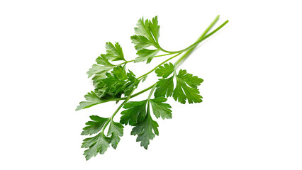 Fresh green organic parsley plant leaves branch isolated on transparent background cut out © novenko-png