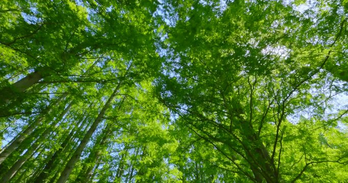 新緑の木々を見上げるローアングルと美しく輝く太陽の光芒