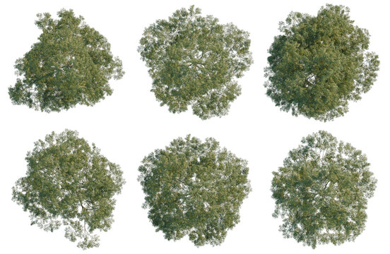 Set of  Taxus chinensis tree plan, top view, cutout, transparent background, isolate, Overhead View of Lush Green Trees - Ideal for Landscape Design & Aerial Visualization