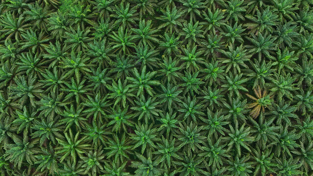 Aerial view of a dense palm oil plantation with symmetrical rows of lush green palm trees in Tanahgrogot, Kalimantan Timur, Indonesia.