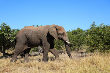 Fototapeta premium Afrikanischer Elefant und Warzenschwein / African elephant and Warthog / Loxodonta africana et Phacochoerus africanus