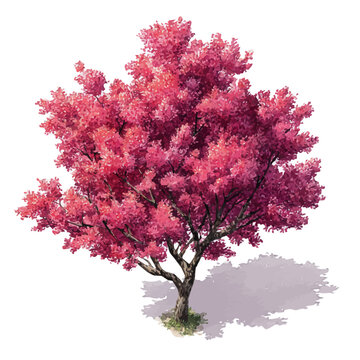 Redbud Tree, realistic watercolor artwork on white background