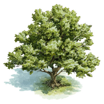 Detailed watercolor painting of Elder Tree, isolated on white background
