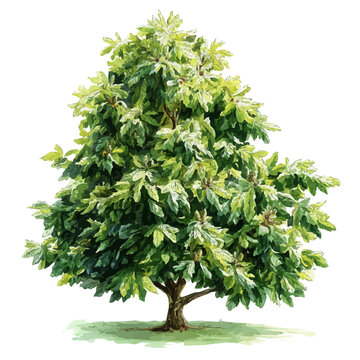 Chestnut Tree, isolated watercolor element on white background