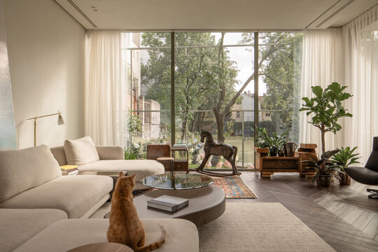 Cat in the minimal living room with large window and wooden floor