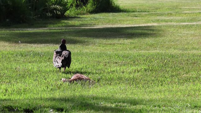 turkey vulture john crow eating dead road killed animal on a grassy lawn fawn deer scavenger (roadkill, large animals carrion prey) feed feeding consuming 