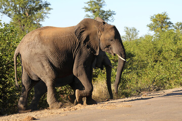 Fototapeta premium Afrikanischer Elefant / African elephant / Loxodonta africana