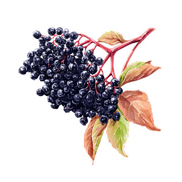 Watercolor drawing of Elderberry, on clean white background