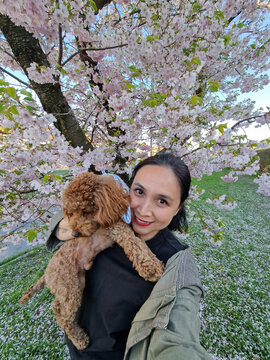 Selfie of Asian woman with poodle and sakura
