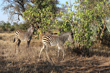 Fototapeta premium Steppenzebra / Burchell's zebra / Equus quagga burchellii