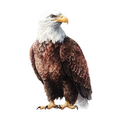 Obraz premium Eagle, watercolor design element isolated on white background