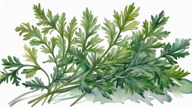 watercolor sprigs of wormwood