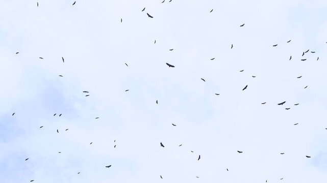 Flock of Griffon Vultures (Gyps fulvus) around a carcass in the Sierra de Guara Natural Park. Huesca, Aragon, Spain, Europe