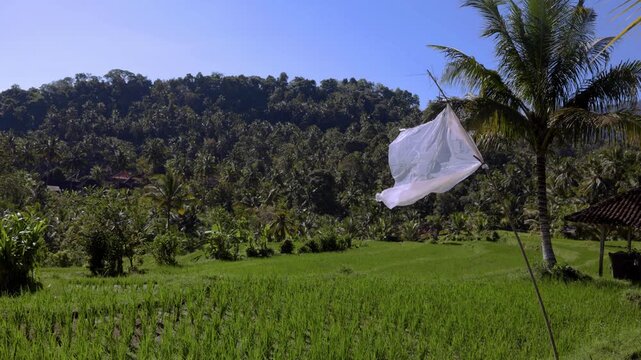 Beautiful green rice field in sideman. White flag (bird scarer) blows in the wind. Blue skies, green vegetation. 