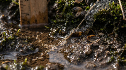 Fototapeta premium Rain Fed Wetland Rivulets Carry Xenobot Units Through Frogspawn Margin