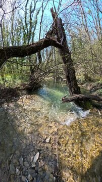 Crystal transparent river in sunny forest, vertical footage