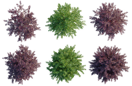 Set of  Prunus virginiana tree plan, top view, cutout, transparent background, isolate, Collection of Lush Trees - Ideal for Landscape Design and Architectural Visualization