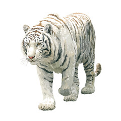 Obraz premium Watercolor clipart of White Tiger, isolated on white background