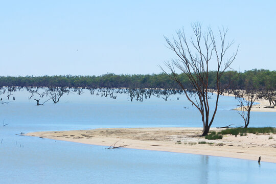 Dead trees on the shoreline of Menindee Lakes. Australia.